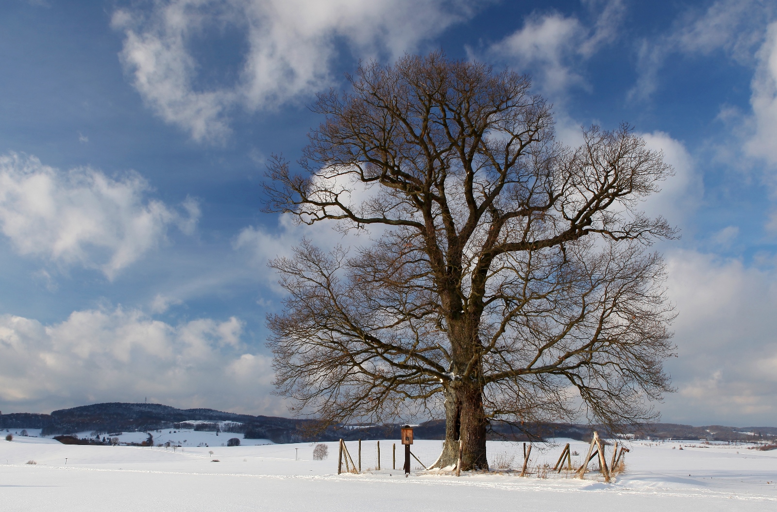 Baum 2