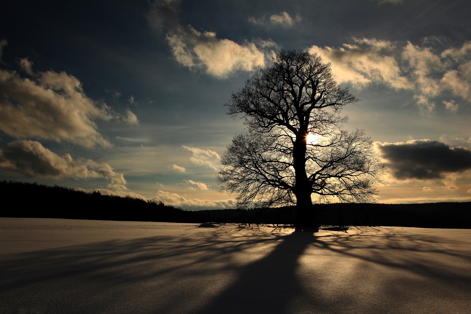 Baum 3