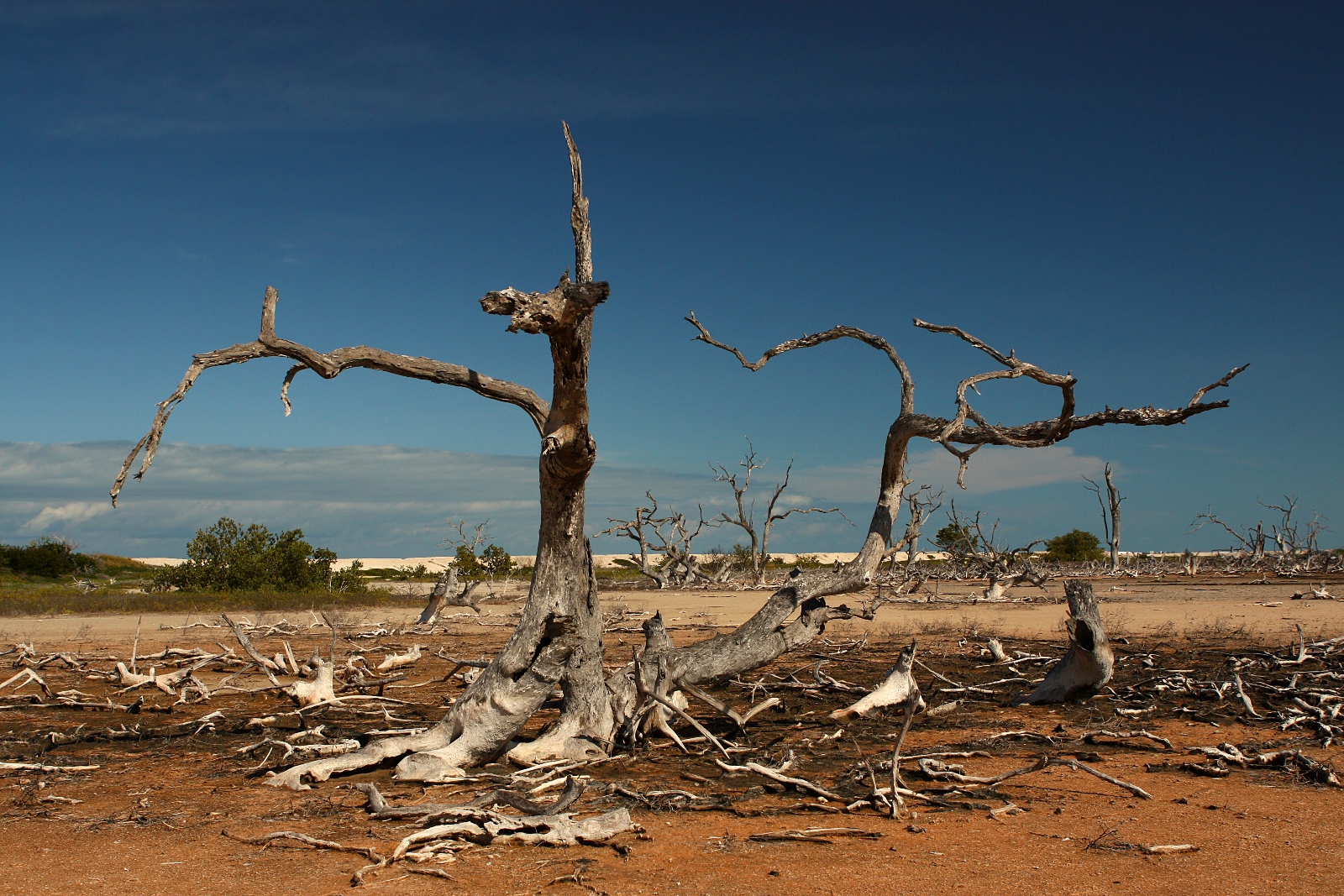 Baum 4
