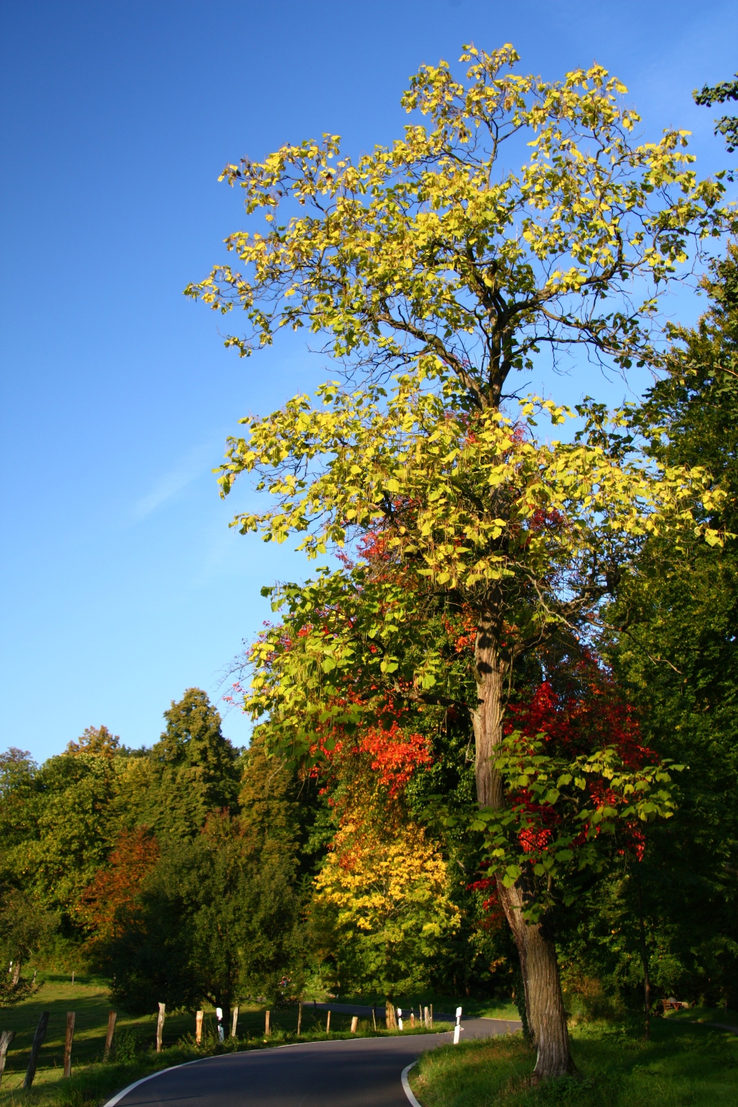 Herbst 08