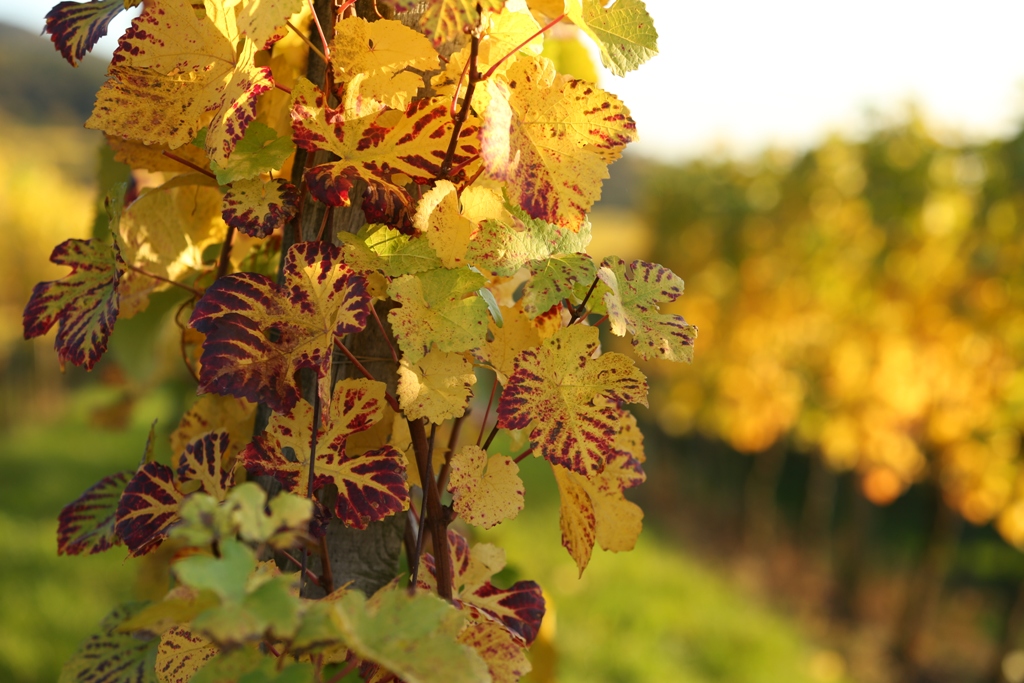 Herbst 21