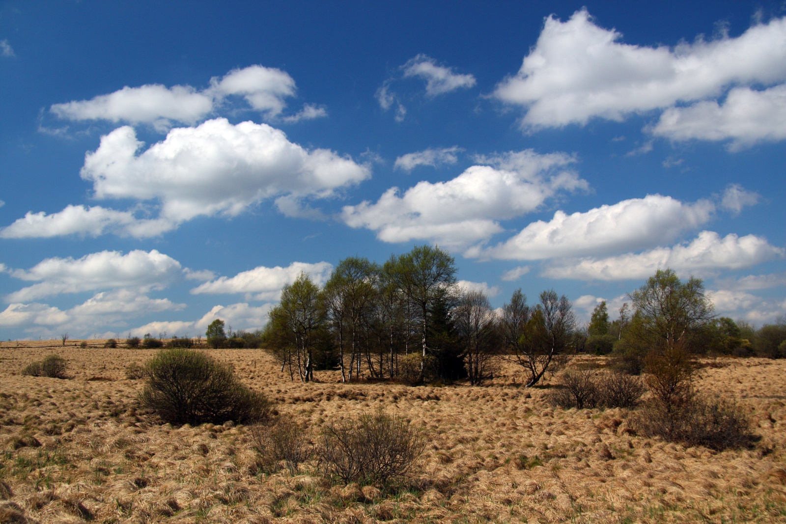 Hochmoor