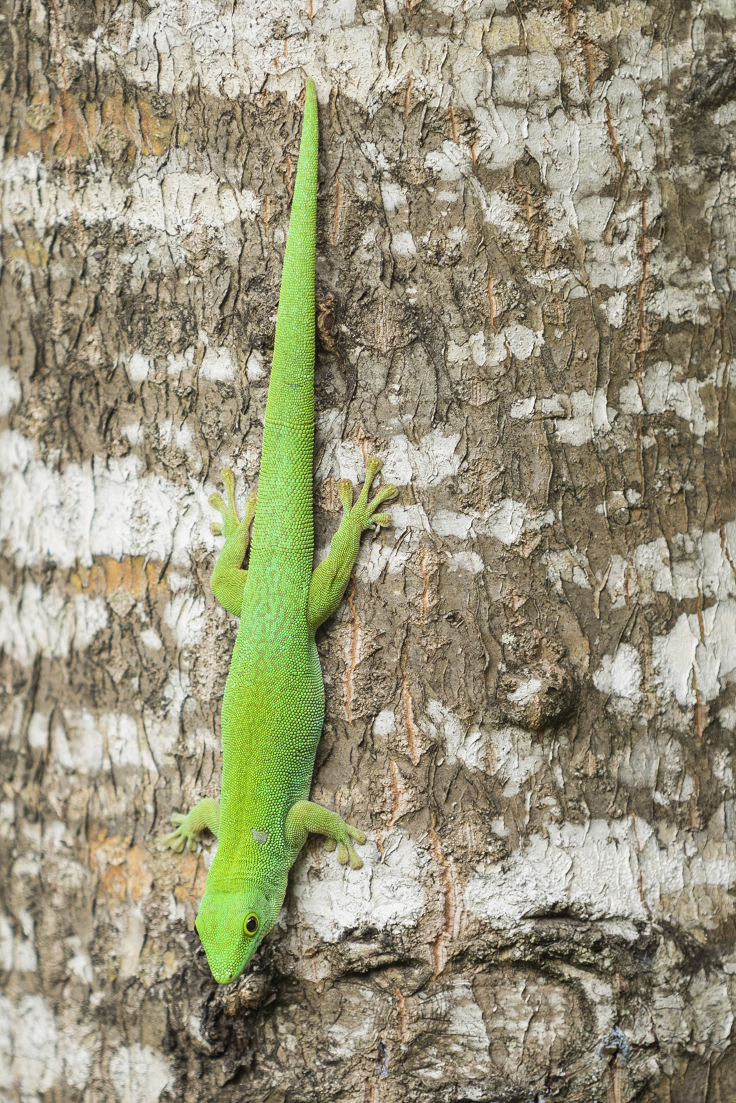 Seychellen 1