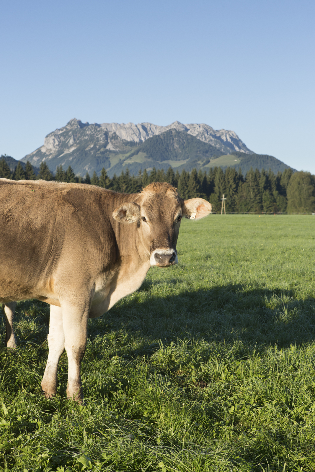 Tirol 15