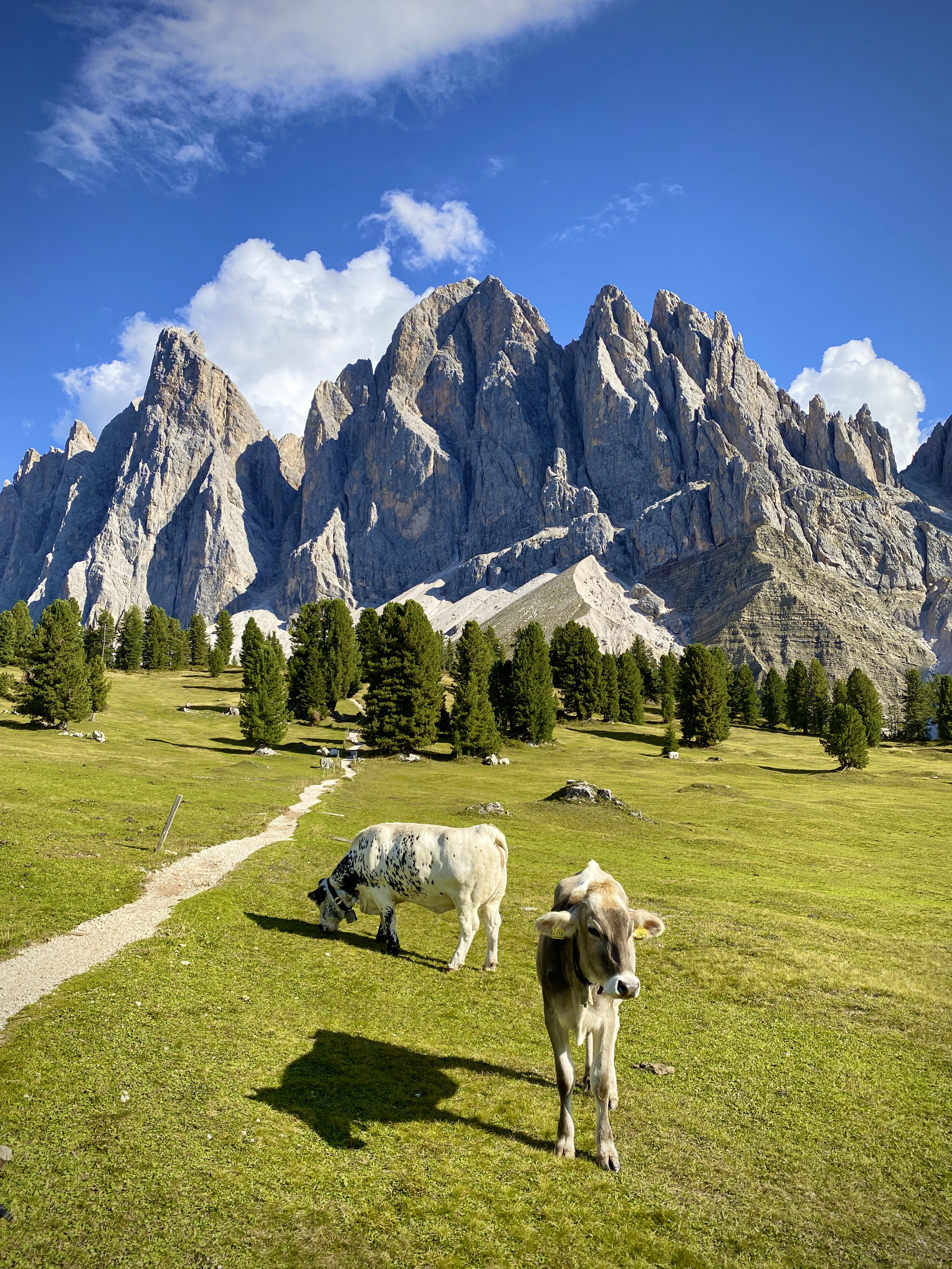 Südtirol 247