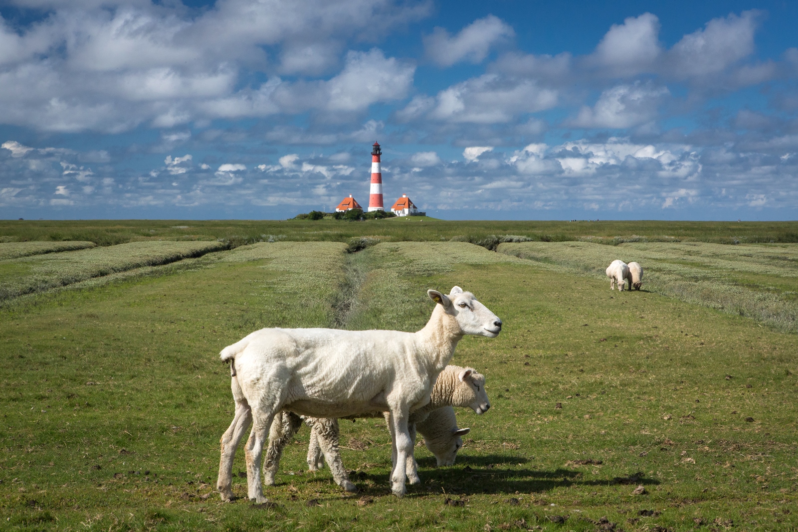 Westerhever 118