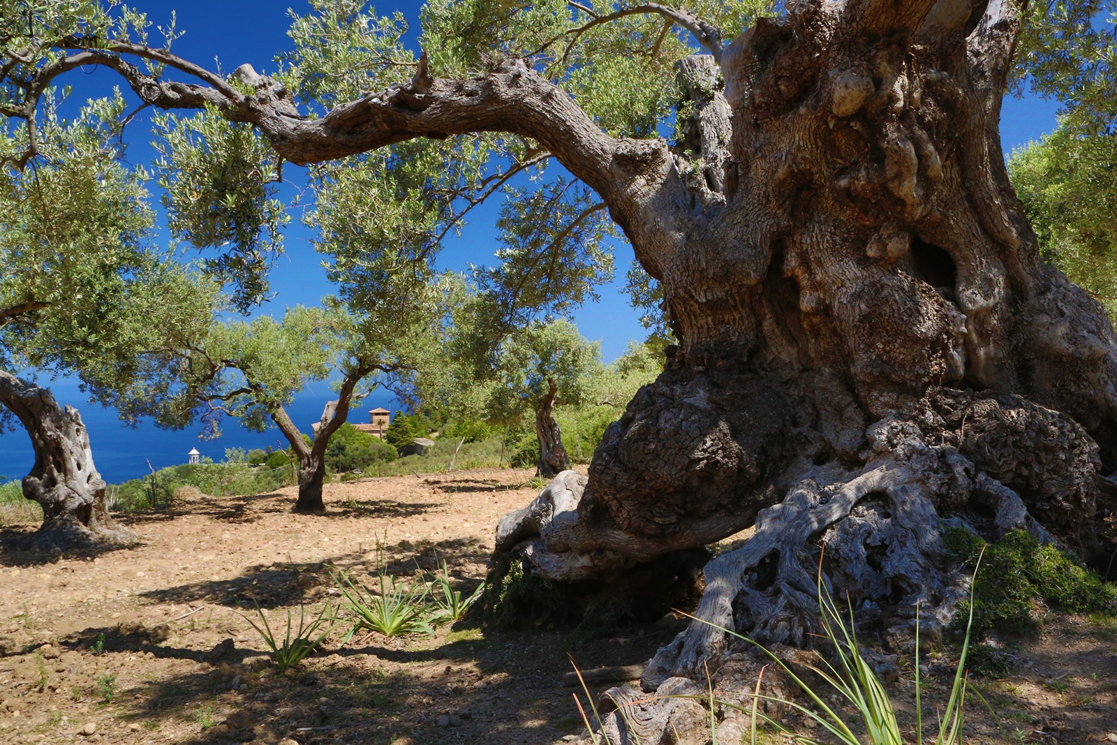 Mallorca 082
