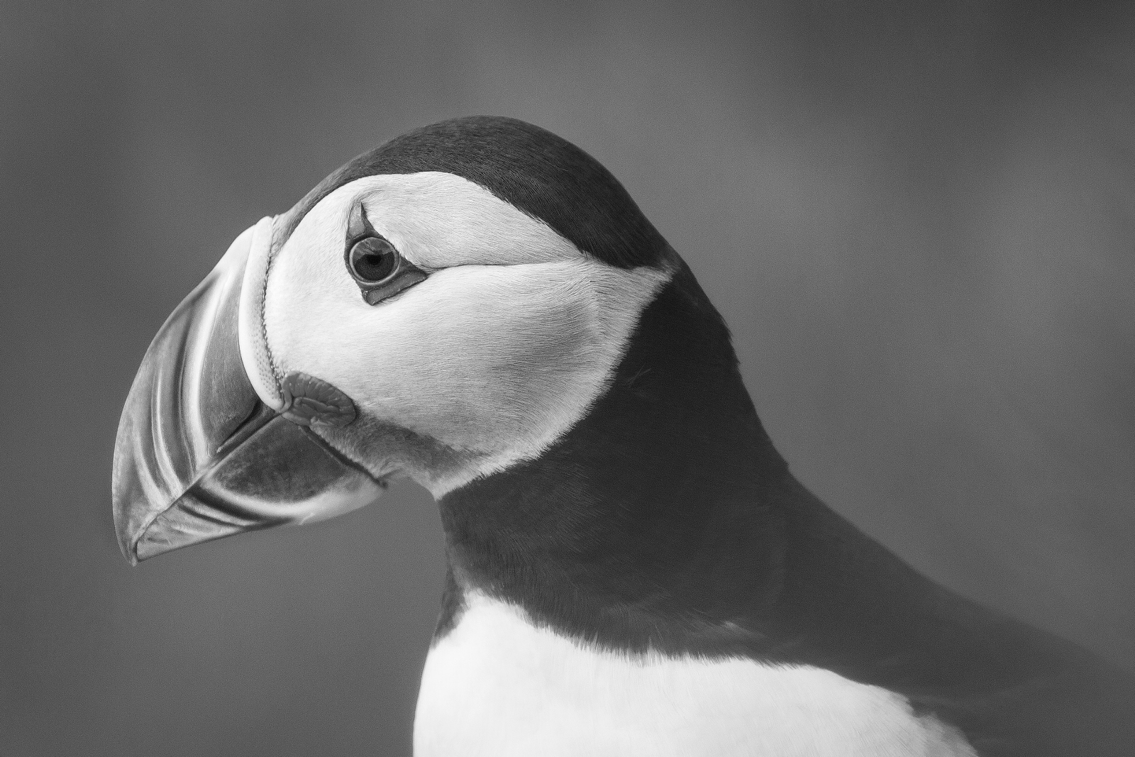 Island schwarz-weiß