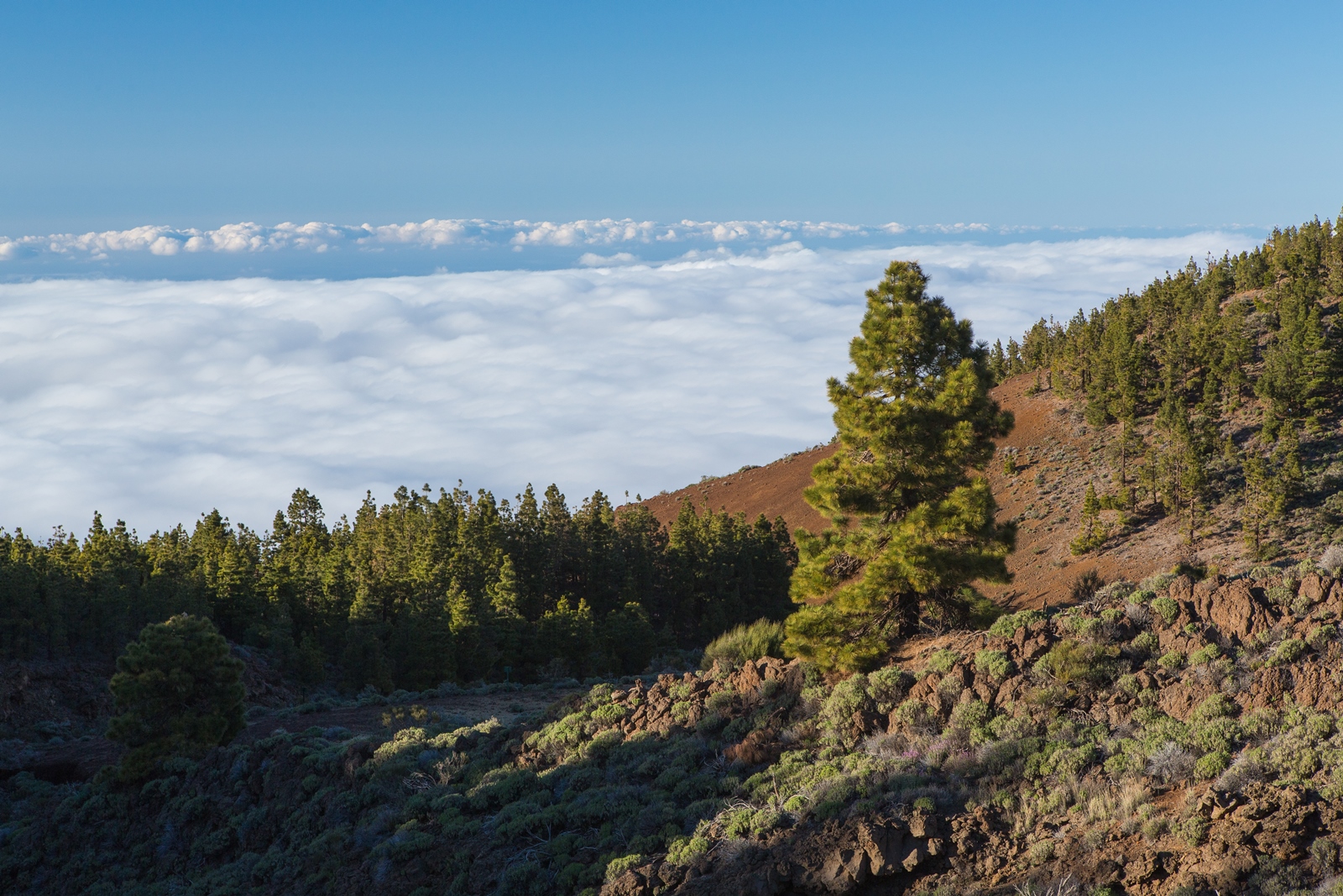 Teneriffa 12