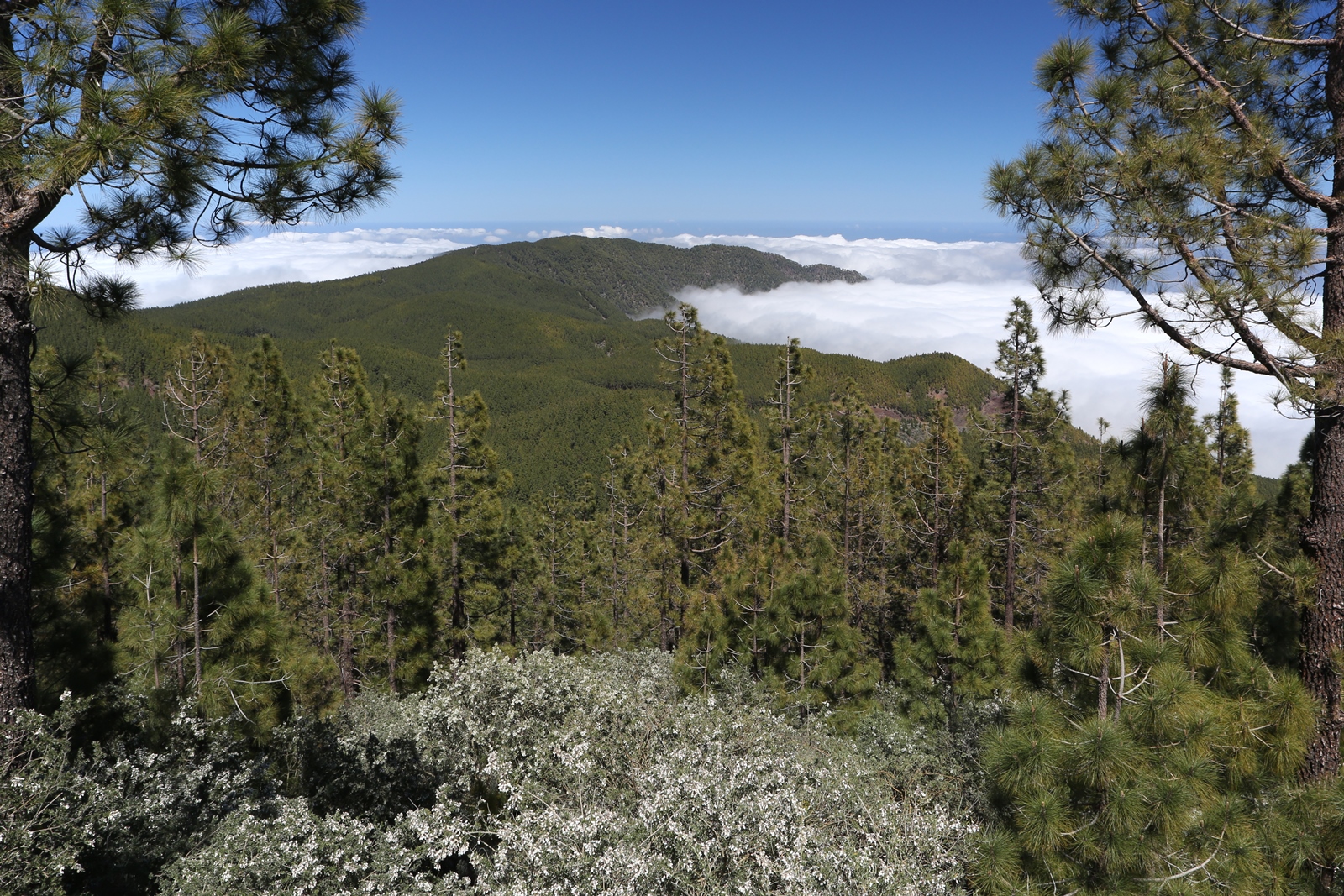 Teneriffa 17