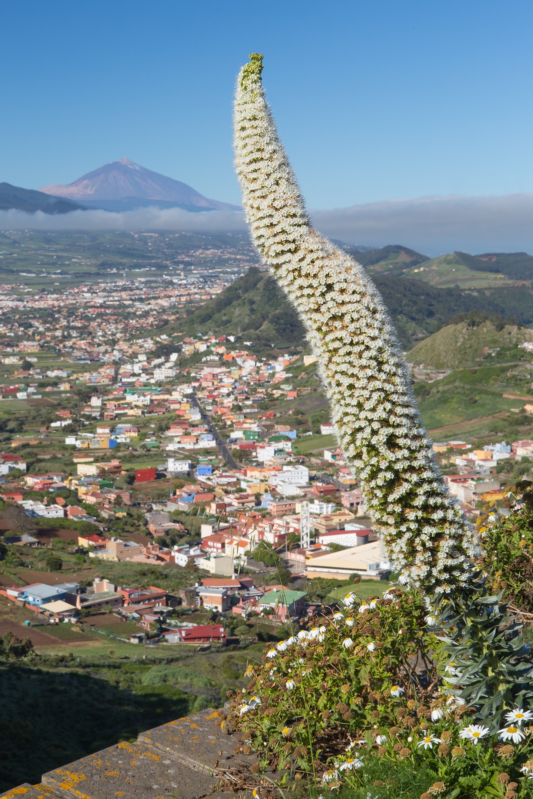 Teneriffa 60
