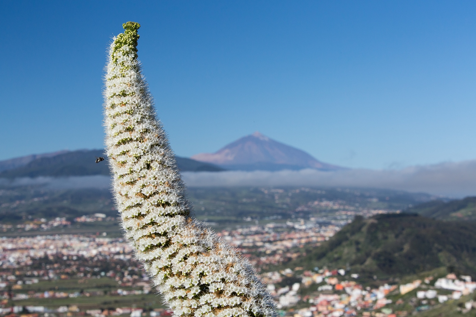 Teneriffa 62