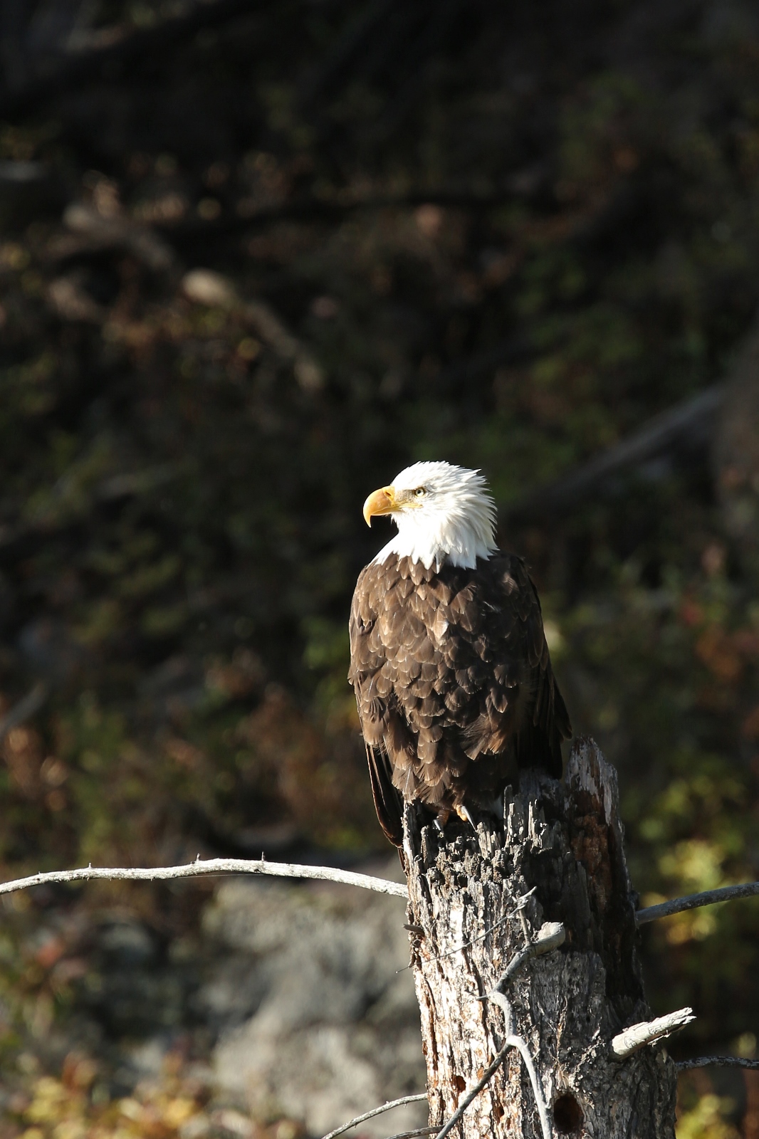 USA NW 061