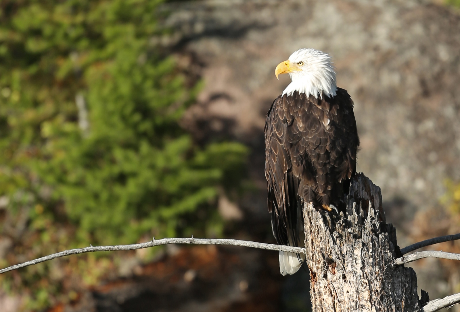 USA NW 062
