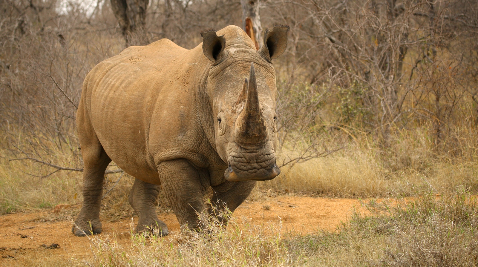 Südafrika 020