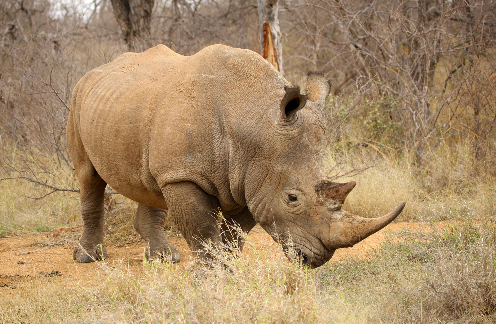 Südafrika 021
