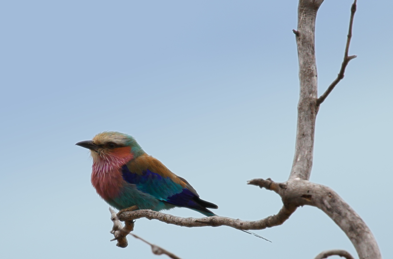 Südafrika 035