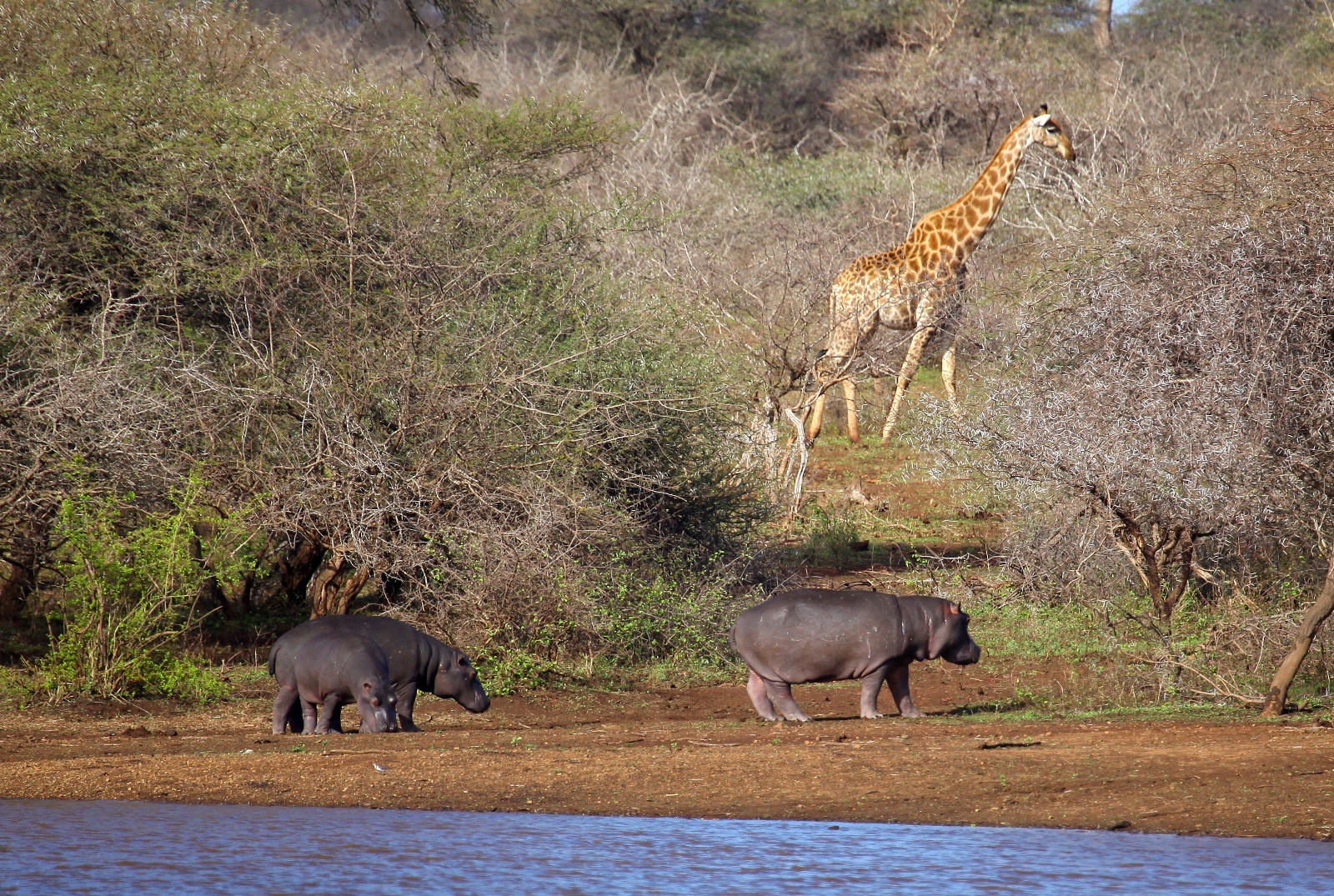 Südafrika 042
