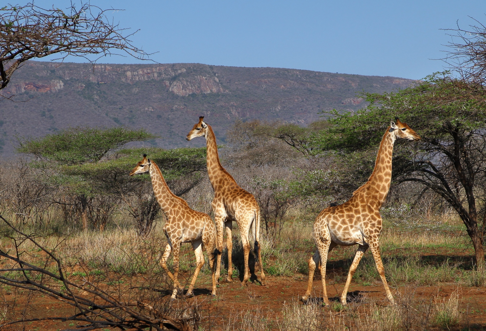 Südafrika 070