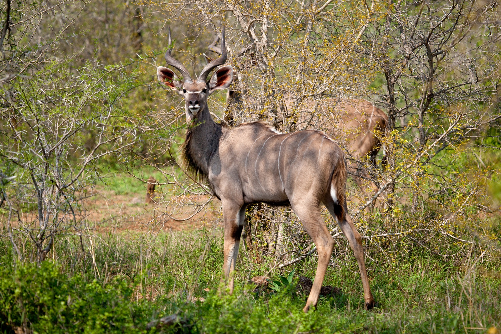 Südafrika 097