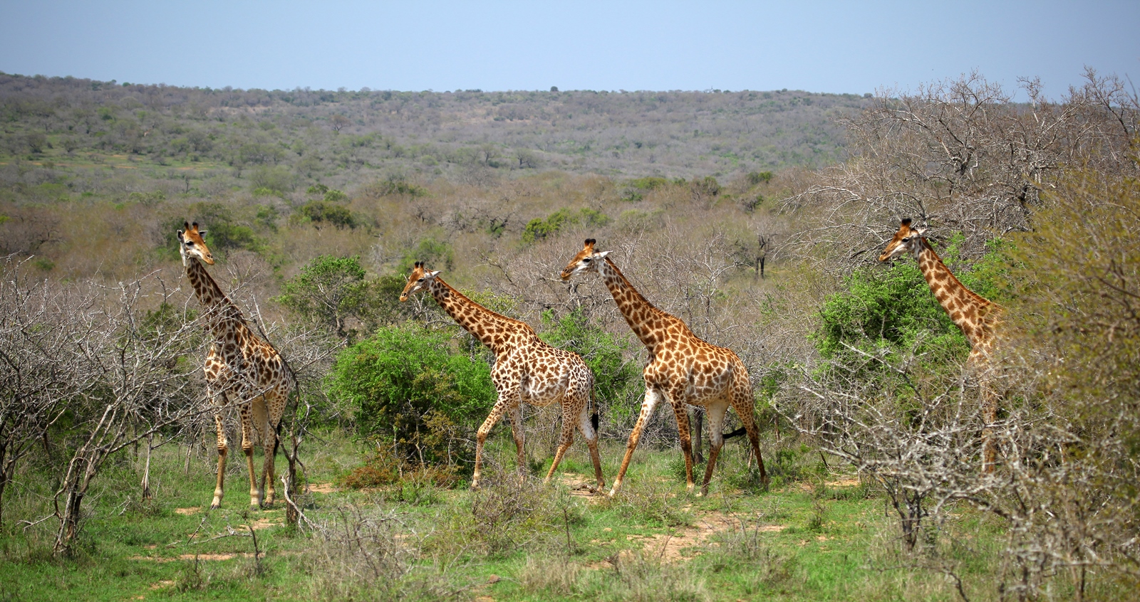 Südafrika 098
