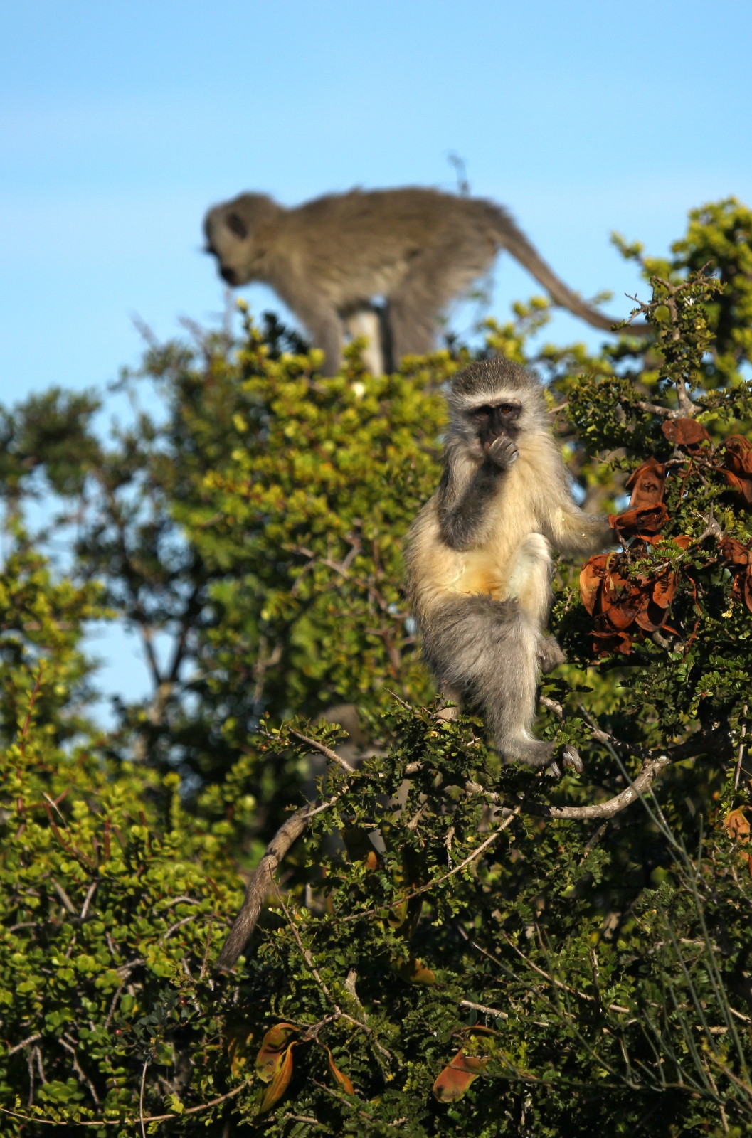 Südafrika 172
