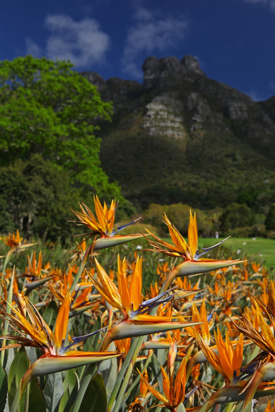 Südafrika 333
