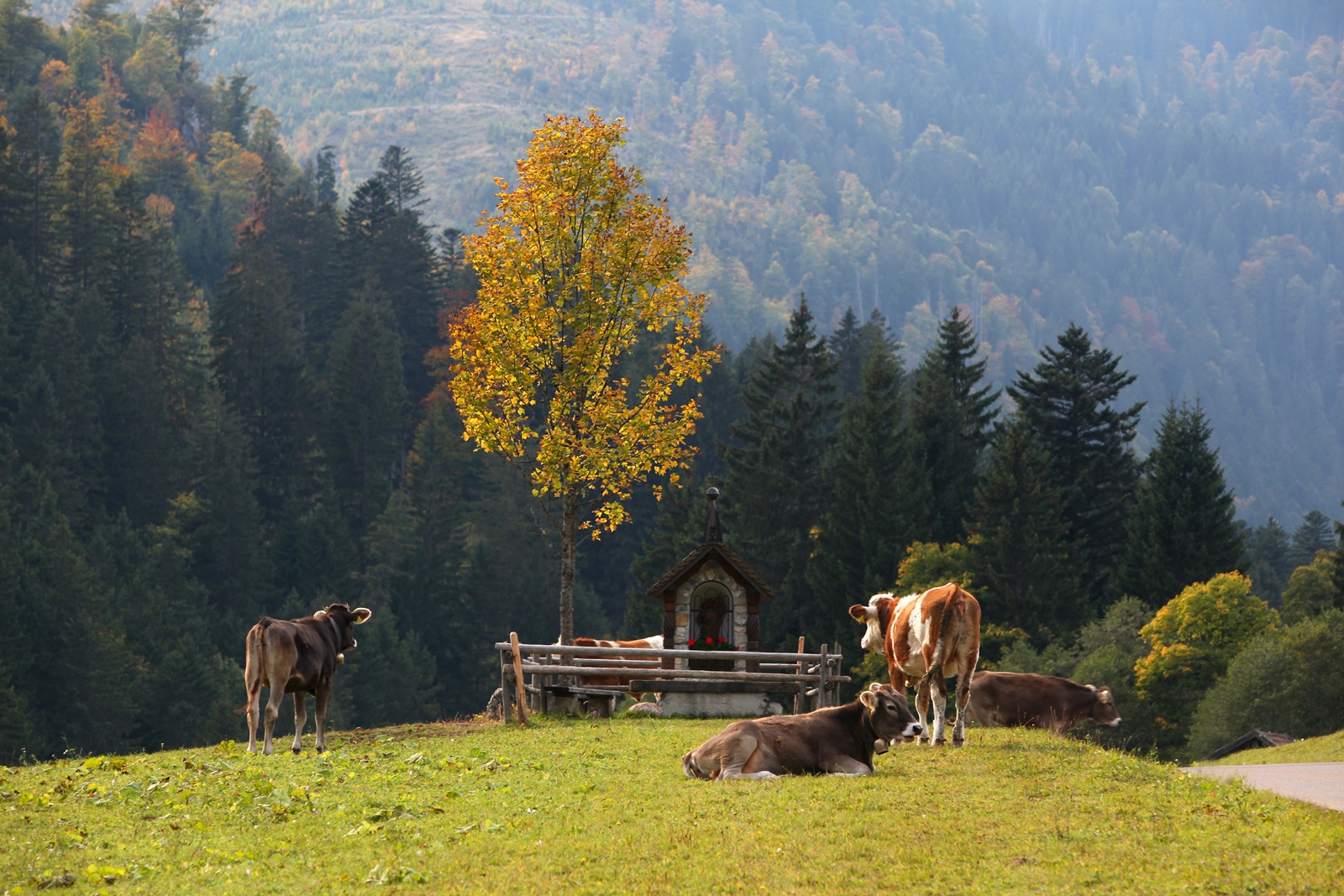 Allgäu 36