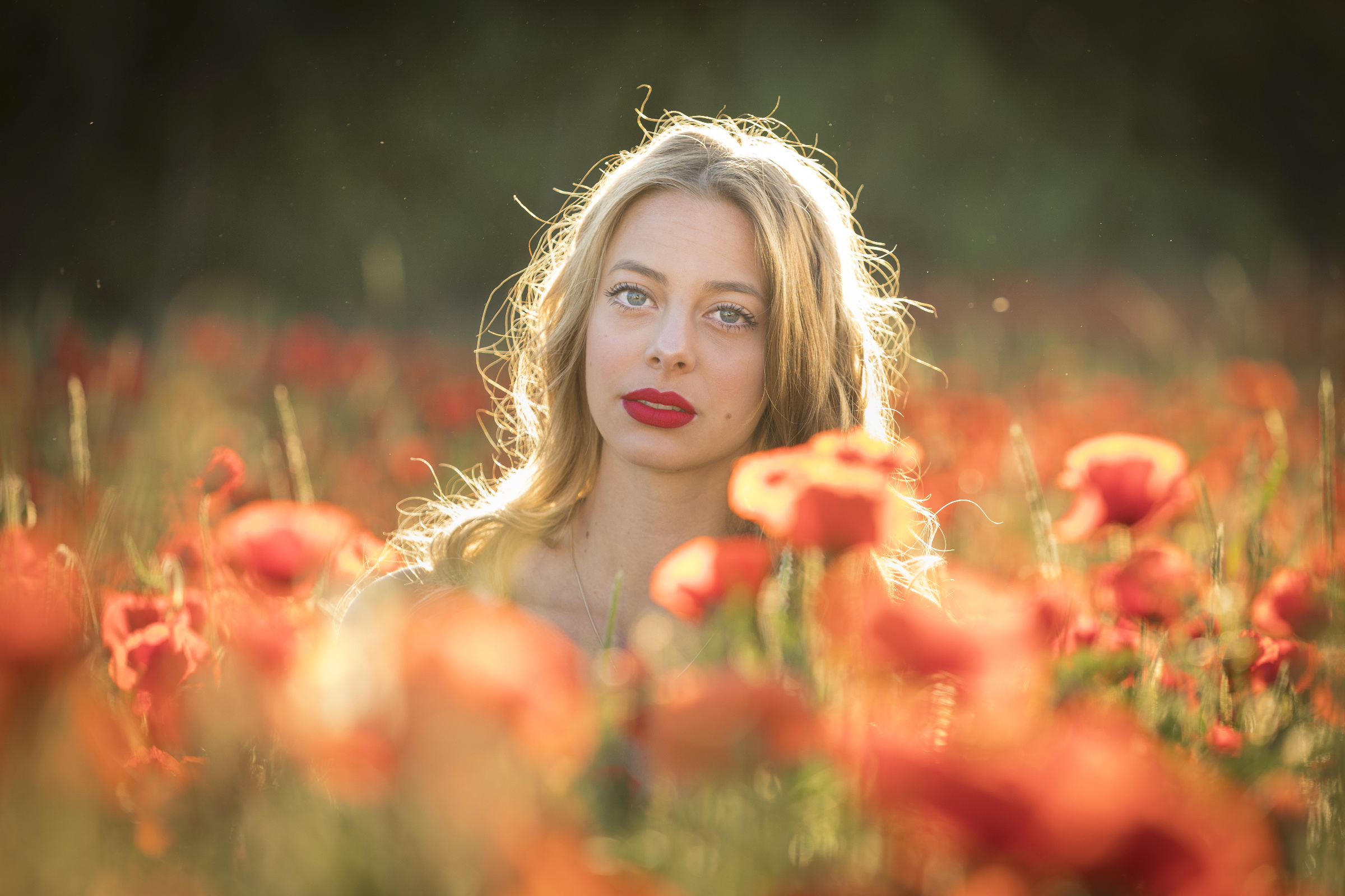 Mohn 16r
