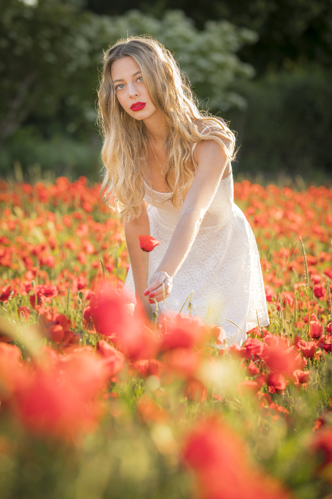 Mohn 35r
