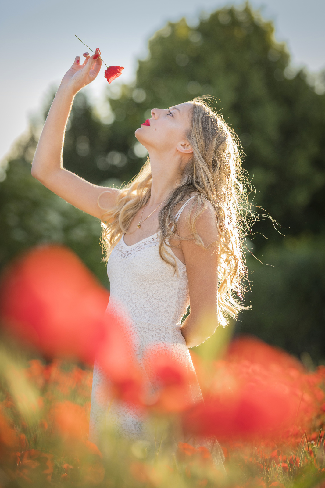 Mohn 36r