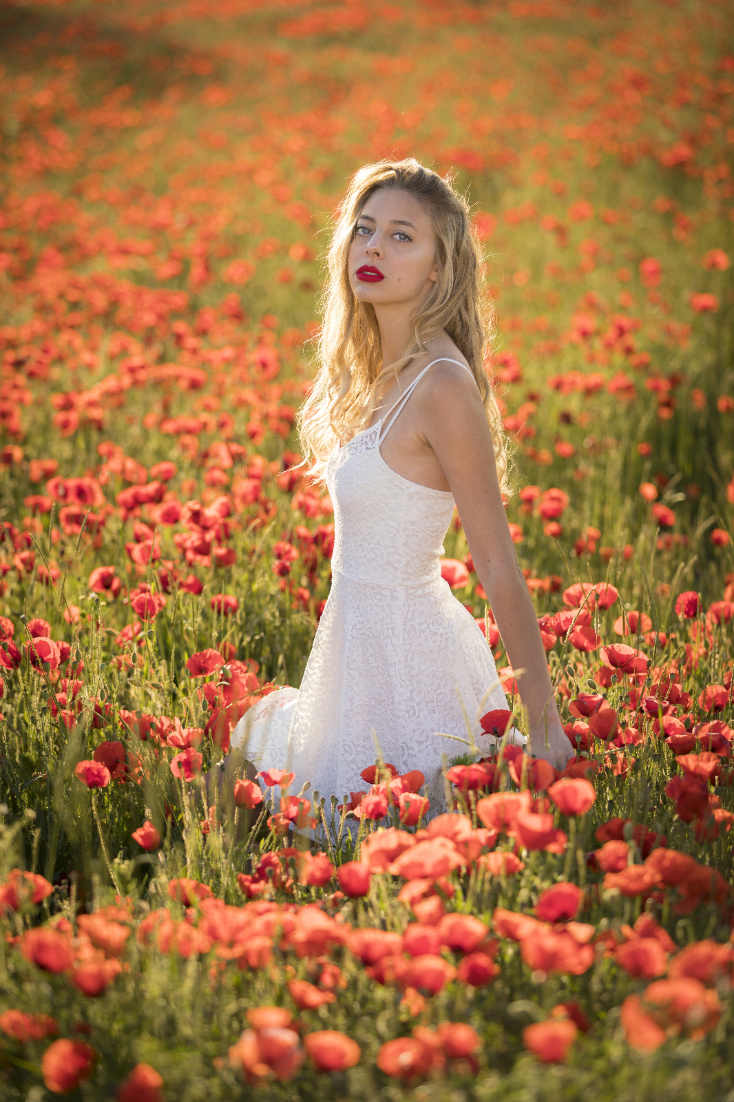 Mohn 41r