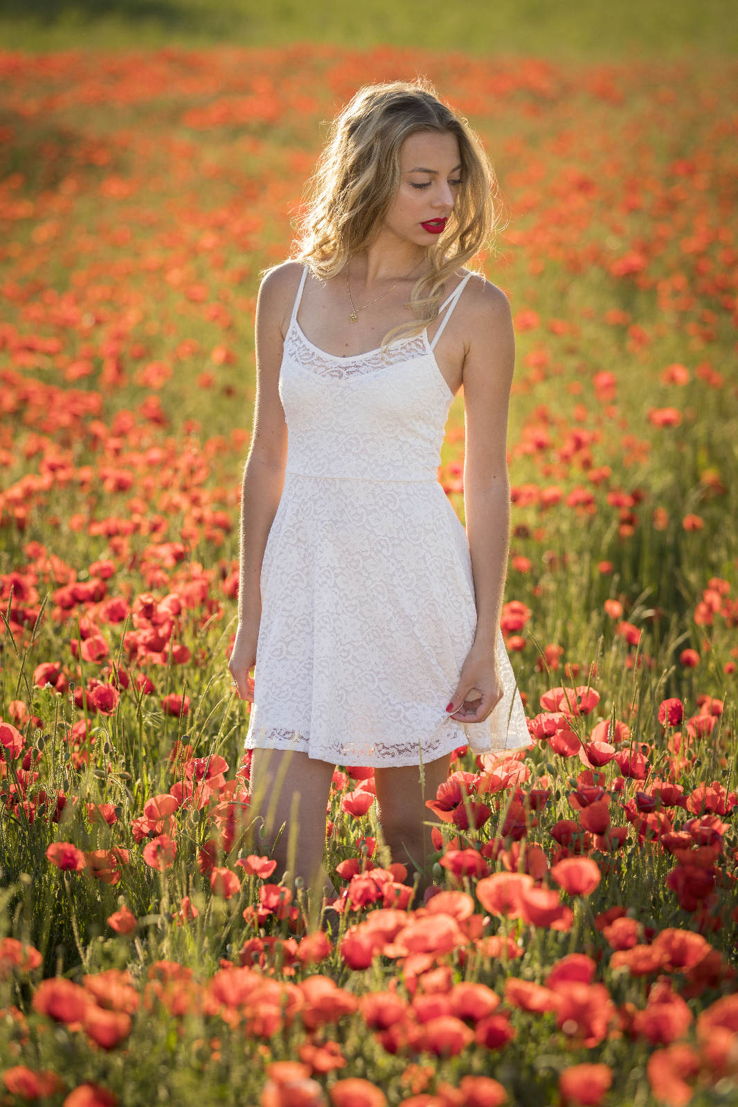 Mohn 43r