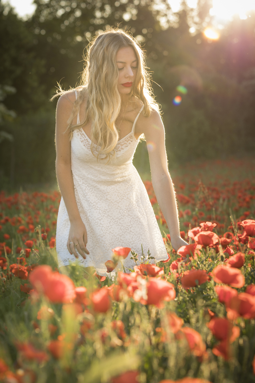 Mohn 5r
