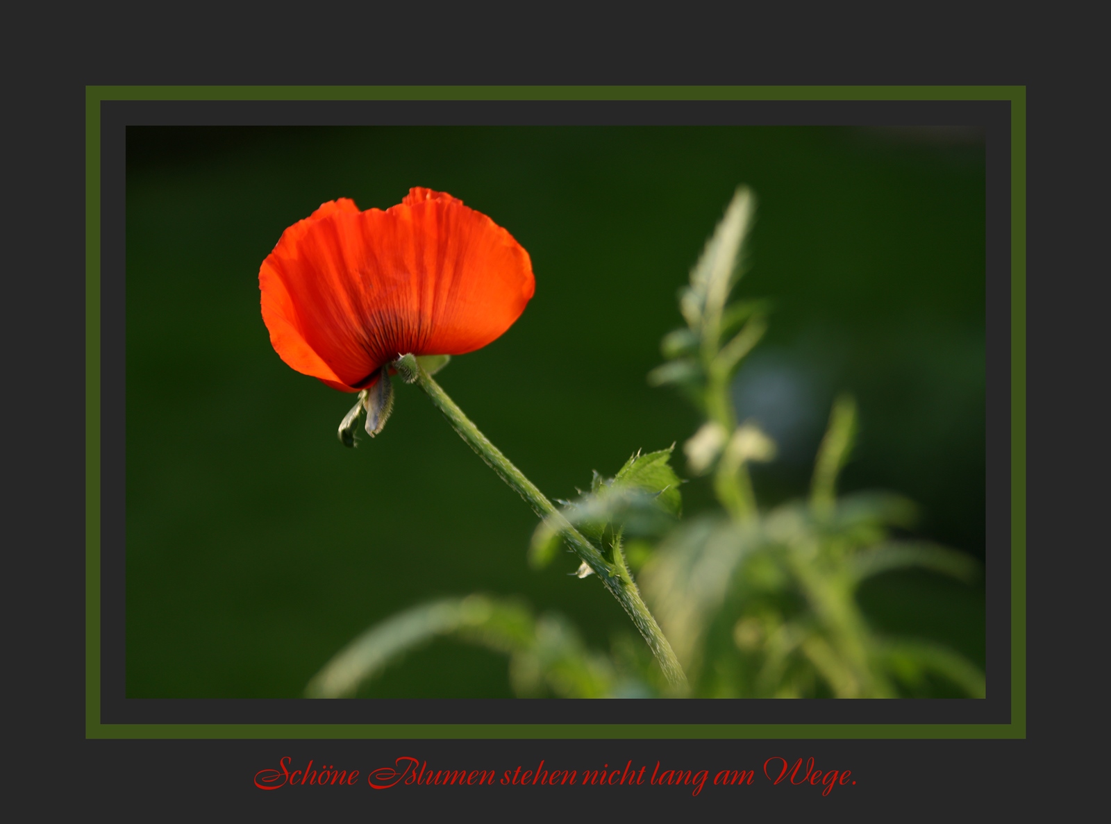 Mohn