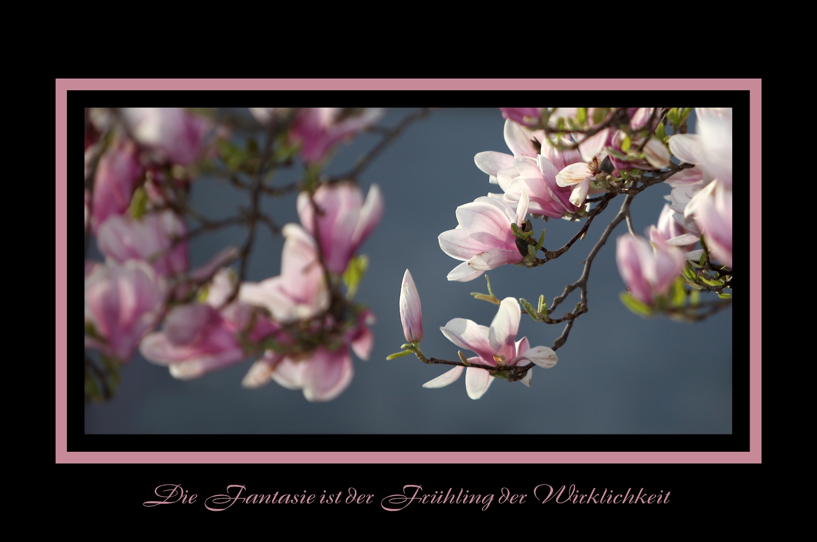 Magnolie