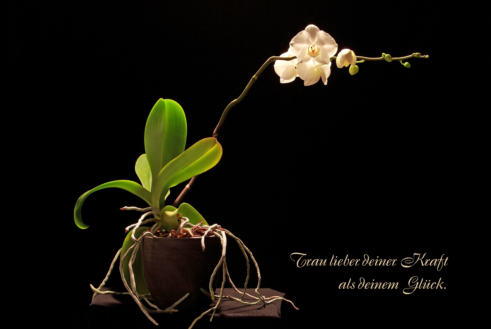 Orchidee